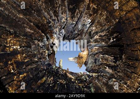 Baumstumpf, verfallendes Holz Stockfoto