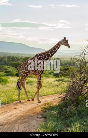 Giraffe, die den Weg in Samburu überqueren Stockfoto