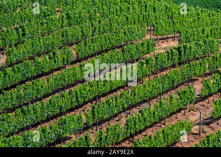 Die Weinberge im Franschhoek-Tal in der Region Stellenbosch, Provinz Westkap-Südafrika in der Nähe von Kapstadt. Stockfoto