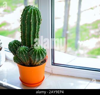 Kakteenblüte in einem Topf auf der Fensterbank Stockfoto