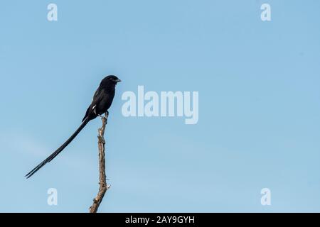 Ein Magpie Shrike (Urolestes melanoleucus), auch afrikanischer Langschweinswürger genannt, thront auf einem Stock im Manyeleti Reservat im Kruger Priv Stockfoto