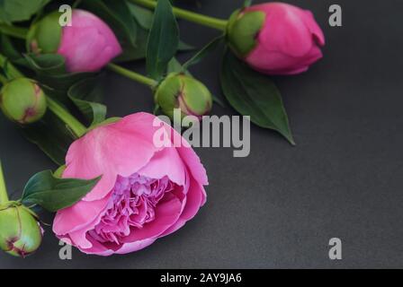 Pfingstrose Blüten und Knospen auf einem dunklen Hintergrund. Stockfoto