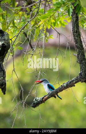Ein Woodland Kingfisher (Halcyon senegalensis) thront in einem Baum im Manyeleti Reservat im Kruger Private Reserves-Gebiet im Nordosten des Südens Stockfoto