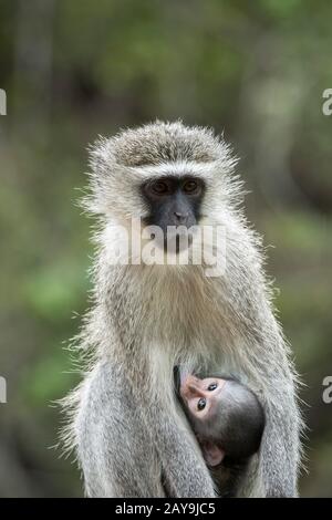 Eine Mutter Aus Vertiertem Affen (Chlorocebus pygerythrus) mit einem Baby im Manyeleti Reservat im Kruger Private Reserves-Gebiet im Nordosten von South Af Stockfoto