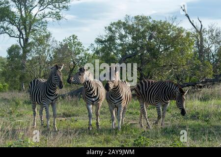 Eine Gruppe von Burchells Zebra (Equus quagga burchellii) ist eine Südunterart der Ebenen Zebra, im Manyeleti-Reservat im Kruger Private Rese Stockfoto