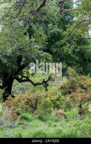 Eine Gruppe von Impalas (Aepyceros Melampus) im Manyeleti Reservat im Kruger Private Reserves-Gebiet im Nordosten Südafrikas Stockfoto