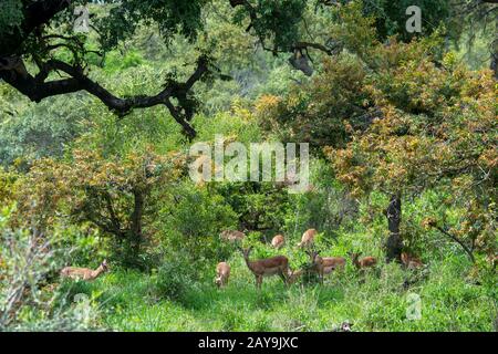 Eine Gruppe von Impalas (Aepyceros Melampus) im Manyeleti Reservat im Kruger Private Reserves-Gebiet im Nordosten Südafrikas Stockfoto