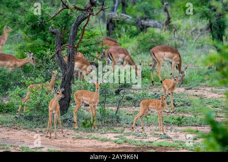 Eine Gruppe von Impalas (Aepyceros Melampus) mit Babys im Manyeleti Reservat im Kruger Private Reserves-Gebiet im Nordosten Südafrikas. Stockfoto