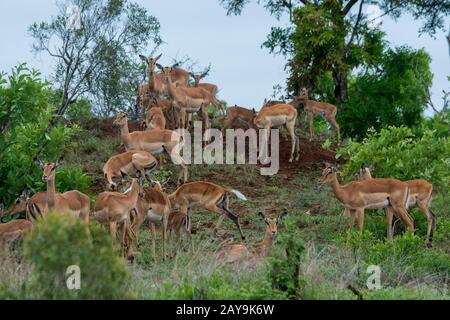 Eine Gruppe von Impalas (Aepyceros Melampus) mit Babys im Manyeleti Reservat im Kruger Private Reserves-Gebiet im Nordosten Südafrikas. Stockfoto
