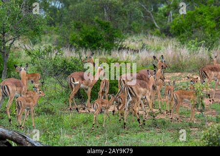 Eine Gruppe von Impalas (Aepyceros Melampus) mit Babys im Manyeleti Reservat im Kruger Private Reserves-Gebiet im Nordosten Südafrikas. Stockfoto