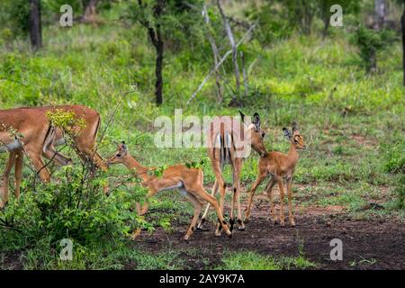 Eine Gruppe von Impalas (Aepyceros Melampus) mit Babys im Manyeleti Reservat im Kruger Private Reserves-Gebiet im Nordosten Südafrikas. Stockfoto