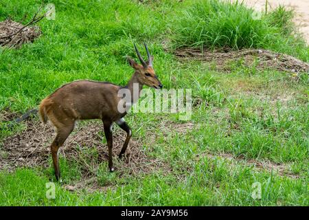 Ein männlicher Bushbuck, auch "Harned Antelope" genannt, (Tragelaphus scriptus) im Manyeleti Reservat im Kruger Private Reserves-Gebiet im Nordosten Stockfoto