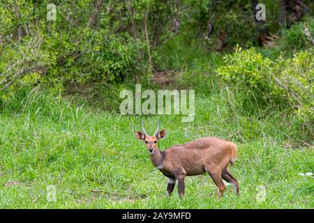 Ein männlicher Bushbuck, auch "Harned Antelope" genannt, (Tragelaphus scriptus) im Manyeleti Reservat im Kruger Private Reserves-Gebiet im Nordosten Stockfoto