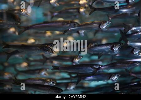 Schule der Sardellen, die im Aquarium schwimmen Stockfoto