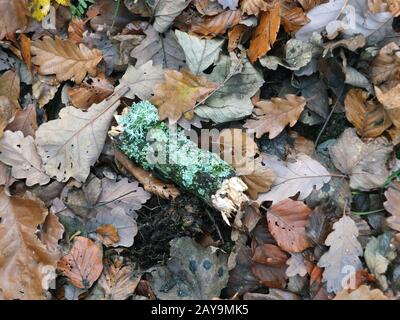 Tote braune Herbstblätter, die mit Regentropfen und einer moosbedeckten grünen Perücke auf einem Waldboden feucht sind Stockfoto