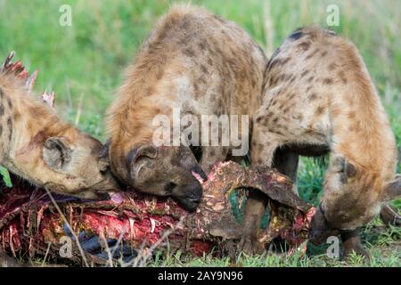 Gefleckte Hyänen (Crocuta Crocuta), die sich an einem kadaver aus büffeln im Manyeleti-Reservat im Gebiet der Kruger Private Reserves im Nordosten Von So Ernähren Stockfoto