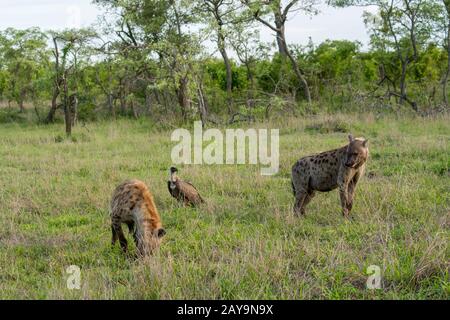 Gefleckte Hyänen (Crocuta Crocuta) und ein Geier mit weißer Rückendeckung (Gyps africanus) in der Nähe eines Kills, der auf eine Möglichkeit wartet, im Manyeleti-Reservat im K zu essen Stockfoto