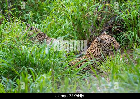 Afrikanischer Leopard (Panthera pardus pardus) und Quader, die im Gras am Manyeleti Reservat im Kruger Private Reserves-Gebiet im Nordosten von liegen Stockfoto