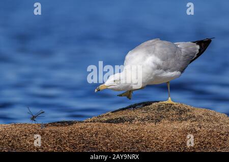 Eine Ringschnabelmöwe sticht eine Libelle auf einen Felsen. Stockfoto