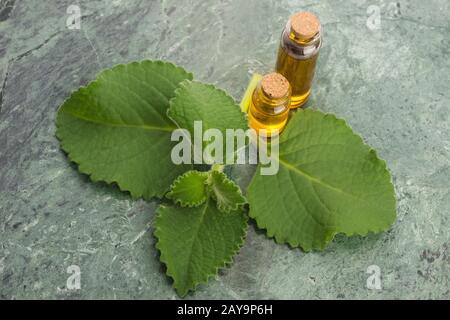 Plectranthus amboinikus mit Öl. Mexikanische Minze oder Tiger-Ohrenpflanze Stockfoto