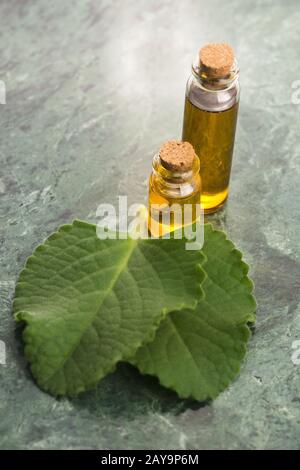 Plectranthus amboinikus mit Öl. Mexikanische Minze oder Tiger-Ohrenpflanze Stockfoto