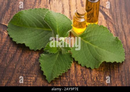 Plectranthus amboinikus mit Öl. Mexikanische Minze oder Tiger-Ohrenpflanze Stockfoto