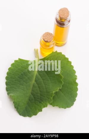 Plectranthus amboinikus mit Öl. Mexikanische Minze oder Tiger-Ohrenpflanze Stockfoto