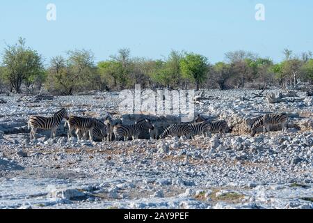 Gewöhnliche Zebras (Equus quagga, früher Equus burchellii) an einem Wasserloch im Etosha-Nationalpark im Nordwesten von Namibia. Stockfoto