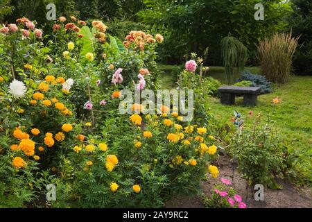 Gelbe Tageten - Marigold und rosafarbene und orangefarbene Dahlienblüten mit holzkohlefarbenen Steinsitzbank im Hinterhofgarten im Spätsommer. Stockfoto