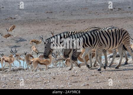 Gewöhnliche Zebras (Equus quagga, früher Equus burchellii) und Springboks (Antidorcas marsupialis) an einem Wasserloch im Etosha-Nationalpark im Nordwesten Stockfoto