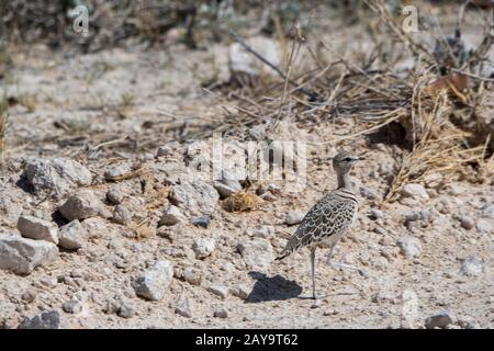 Zweibändige Courser (Rhinoptilus africanus) im Etosha-Nationalpark im Nordwesten von Namibia. Stockfoto