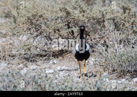 Ein männlicher nordschwarzer Korhaan (Afrotis afraoides) im Etosha-Nationalpark im Nordwesten von Namibia. Stockfoto