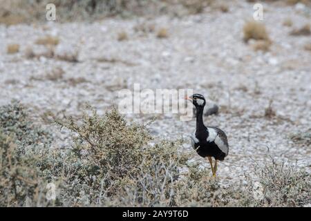 Ein männlicher nordschwarzer Korhaan (Afrotis afraoides) im Etosha-Nationalpark im Nordwesten von Namibia. Stockfoto