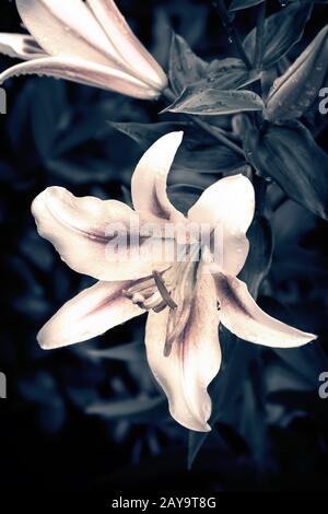 Schöne Blumen Lilie auf einem Hintergrund von grünen Blättern. Stockfoto