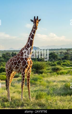 Giraffe, die den Weg im Samburu Park überquert Stockfoto