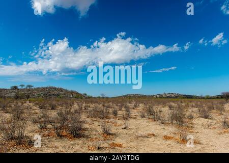 Ein Moringa-Oleifera-Baum in der Wüstenlandschaft des Ongava-Wildreservats, südlich des Etosha-Nationalparks im Nordwesten von Namibia. Stockfoto