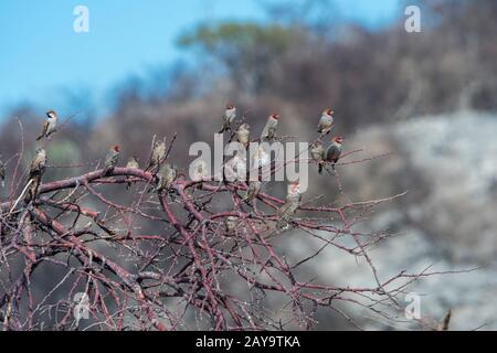 Rotkopffinch (Amadina erythrocephala) (auch als Paradiesfinch oder Rotkopfweber bezeichnet) in einem Busch im Ongava-Wildreservat südlich von t Stockfoto