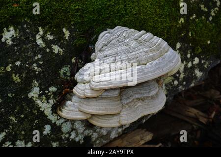 Pferdepilz, Weißpilz Stockfoto