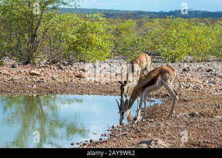 Ein Springbok (Antidorcas marsupialis) und ein weiblicher schwarzer aufgesichteter Impala (Aepyceros melampus petersi) trinken an einem Wasserloch in der Ongava-Spieleservierung Stockfoto