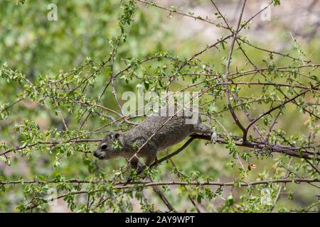 Ein Felsenhyrax (Procavia capensis), auch Dassie, Kaphyrax, Felsenkaninchen und coney genannt, ernährt sich von den Blättern eines Baumes im Ongava-Wildreservat, Stockfoto