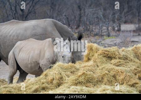 Eine Mutter und ein Baby Weiße Nashorn oder Vierkantlippige Nashörner (Ceratotherium simum), die Heu essen, ein Fütterungsprogramm wegen der Draft-Situation, in Th Stockfoto