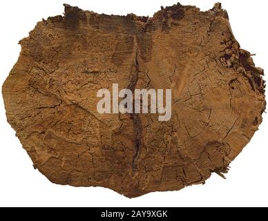 Gesägter Stamm mit Holztextur auf weißem Grund. Stockfoto