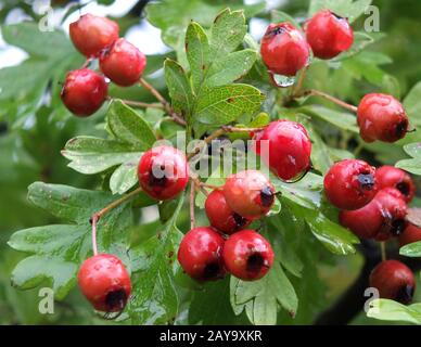 Nahaufnahme eines Haufens von leuchtend roten Wilddornbeeren, die im Frühherbst im Wald wachsen Stockfoto