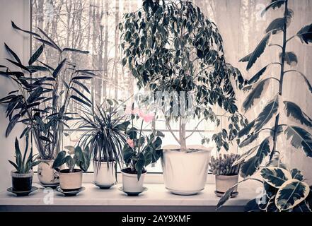 Verschiedene Zimmerpflanzen auf der Fensterbank Stockfoto