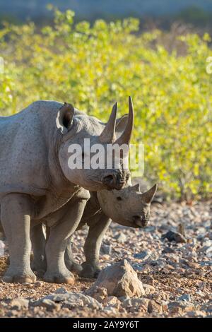Ein weißes Nashorn oder quadratisch lippendes Nashorn (Ceratotherium simum) (bedrohte Arten) Mutter und Kalb im Ongava-Wildreservat südlich des Eto Stockfoto