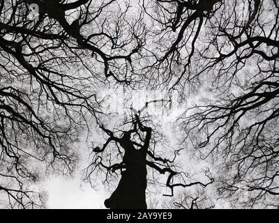 Krasser schwarzer Winterbaum und Waldachs mit verdrehten Ästen und schwarzen Baumstämmen Stockfoto