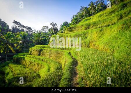 Reisterrassen im Paddy Field, Zeking, Ubud, Bali, Indonesien