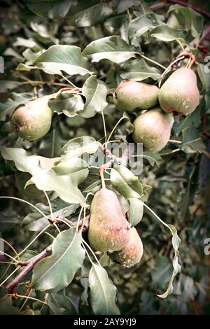 Reife Birnen auf den Ästen eines Baumes. Stockfoto