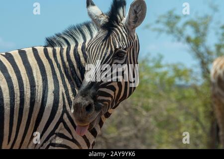 Nahaufnahme eines Plains-Zebras (Equus quagga, früher Equus burchellii), auch übliches Zebra und angolanische Giraffe (Giraffa Giraffa angolensi) genannt Stockfoto