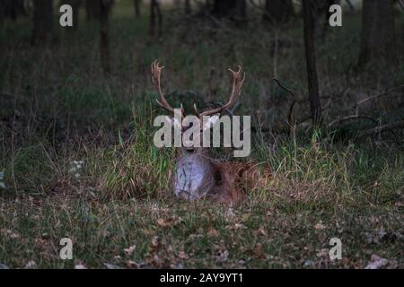 Red Dear mit großen Geweihen, die im Gras sitzen, Morgengrauen in der Waldlandschaft Stockfoto